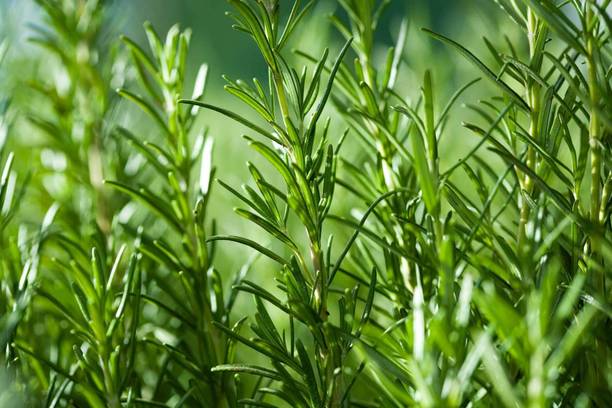sumanplant Rosemary Plant