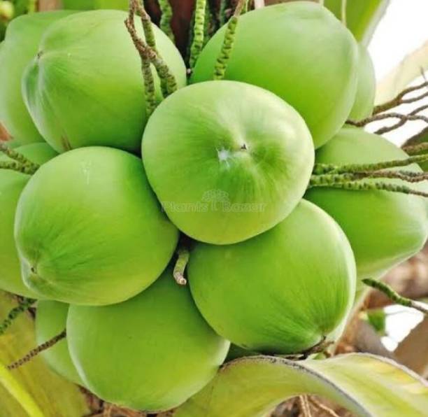 Thai Verity Coconut Plant