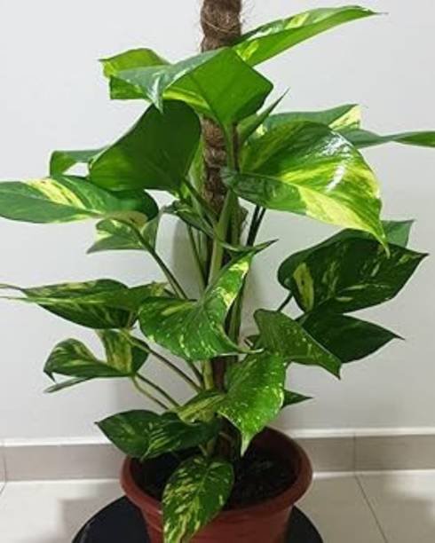 GREEN GARDEN SHOP Money Plant
