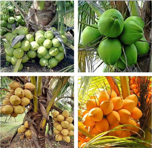 GREENFY Coconut Plant