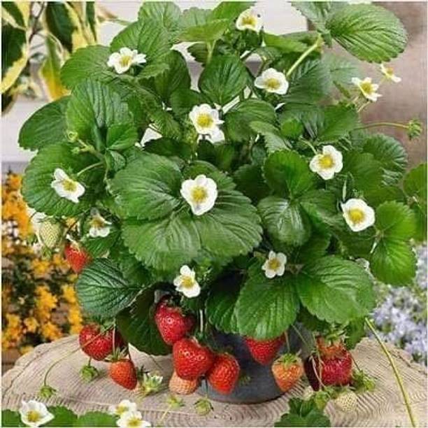 Cloud Farm Strawberry Plant