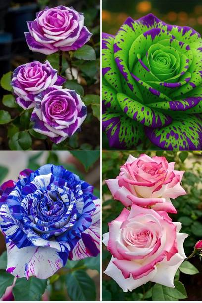 BREEZY BLOOMS Rose Plant