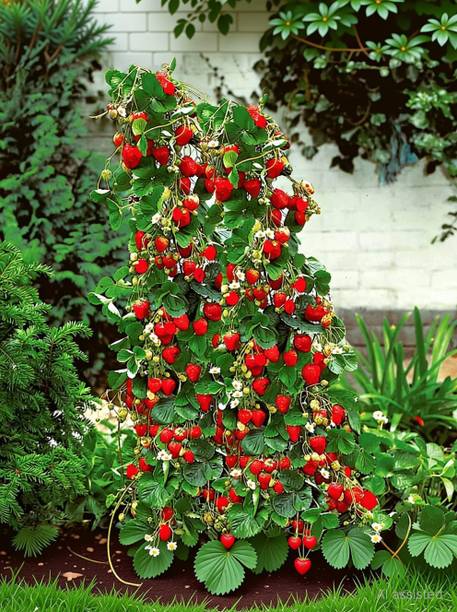 rimardmistu Strawberry Plant