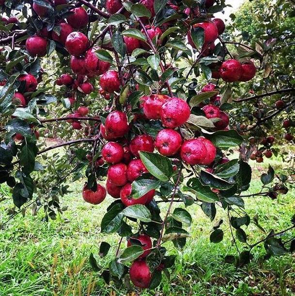 BREEZY BLOOMS Apple Plant