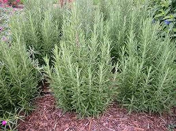 MISHKA ENTERPRISE Rosemary Plant
