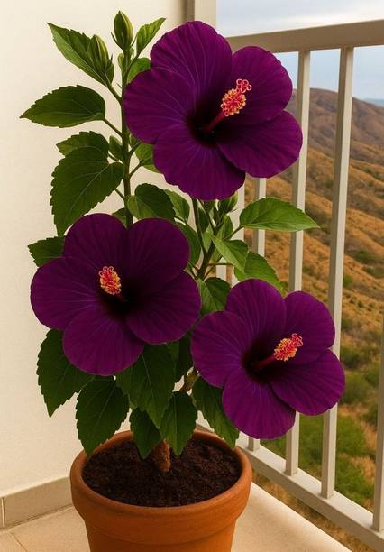HaritPrakriti Hibiscus Plant, Hibiscus Plant