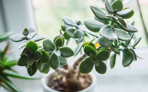 Cloud Farm Jade Plant