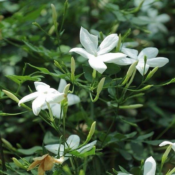 GREENIFY Jasmine Plant