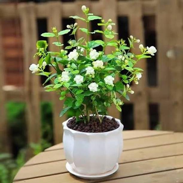 PEAONOMAZ Jasmine Plant