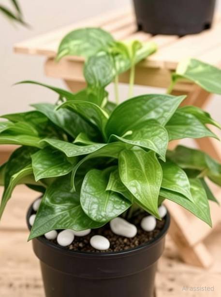 Click to purchase Money Plant