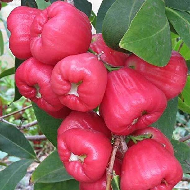 BasundharaPlant Wax Apple Plant