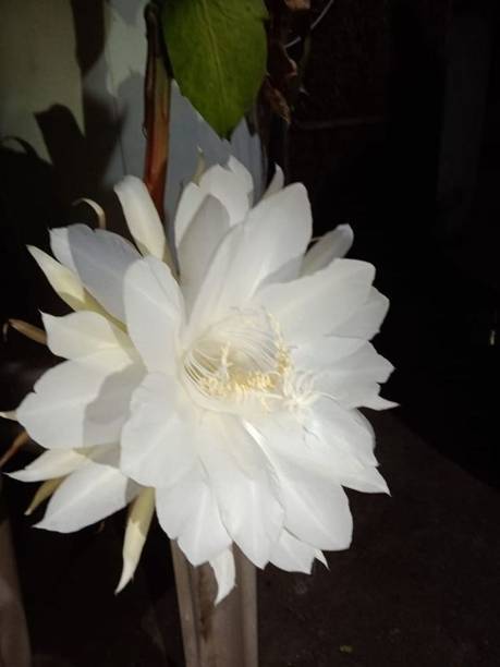 EROANVIA Brahma Kamal Plant
