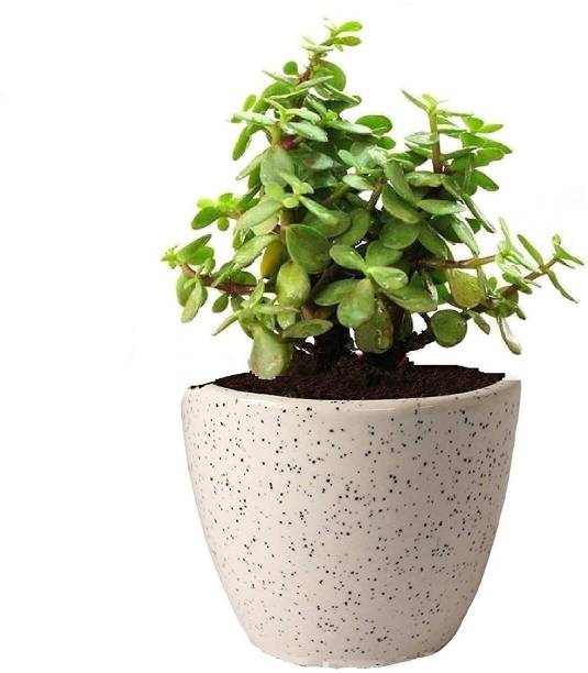 the green dotcom Jade Plant