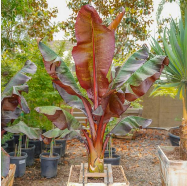 GREENFY Banana Plant, Banana Plant