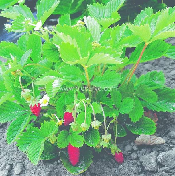 LeafLinkPlants Strawberry Plant