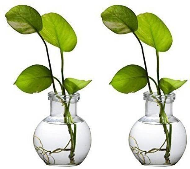 Rozaliya Money Plant