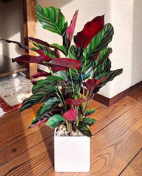 PlantStation Calathea Plant