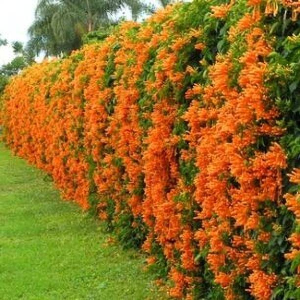 ABEFARIYA Begonia Vanusta Plant
