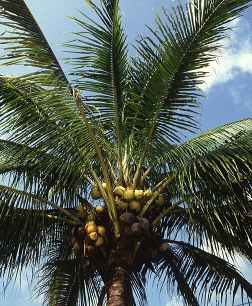 SBGARDEN Coconut Plant