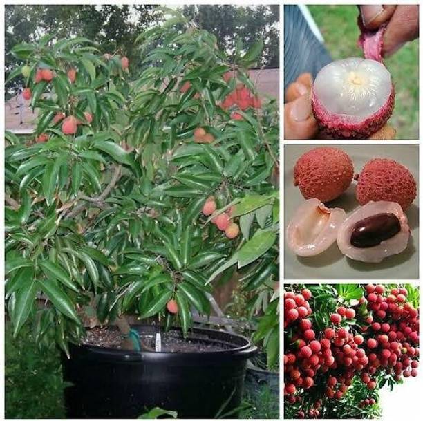 Cloud Farm Litchi Plant