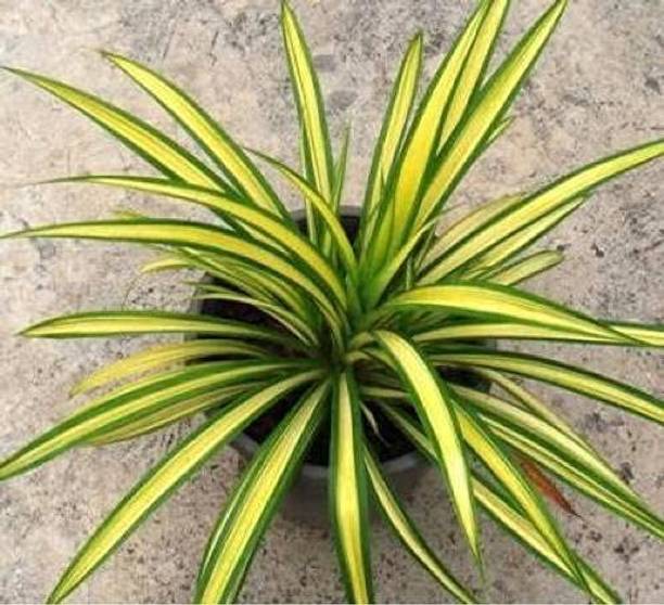LifeShowMe Spider Plant