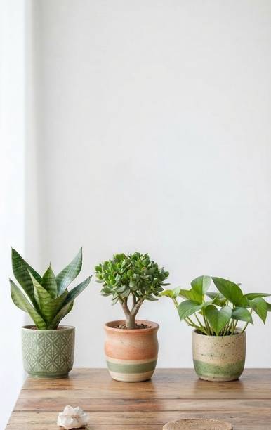 URBAN TREE GREENS Jade Plant, Snake Plant, Money Plant