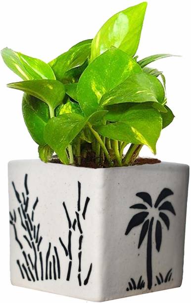 BALA PLANT CEATION Money Plant