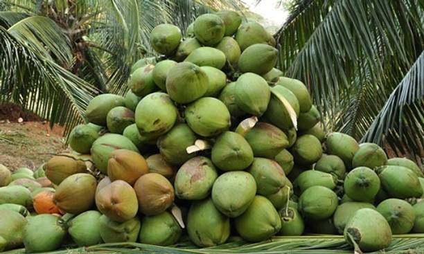 Kera Sankara Coconut Plant