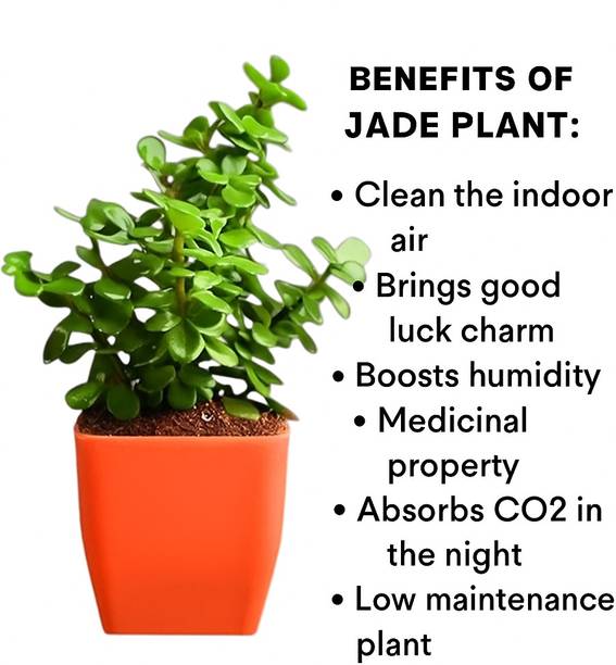 js traders Jade Plant