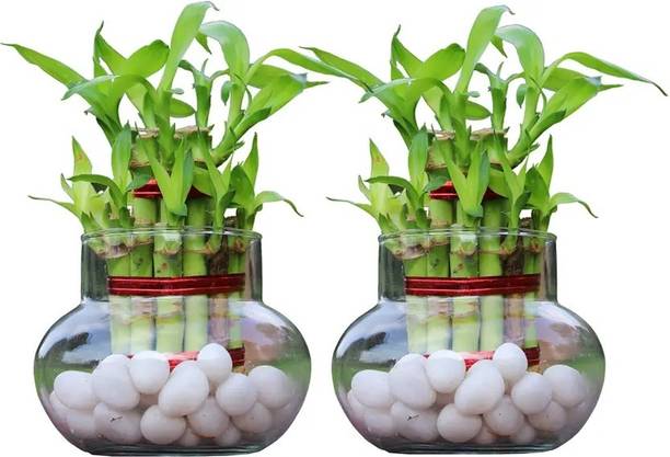 Nainileaf Bamboo Palm Plant