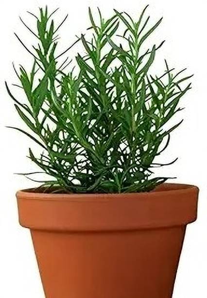 LifeShowMe Rosemary Plant