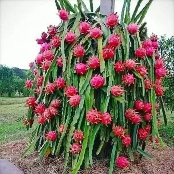 MiracleGarden Dragon Tree