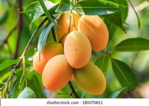 alphonso langda chousa mango Mango Plant