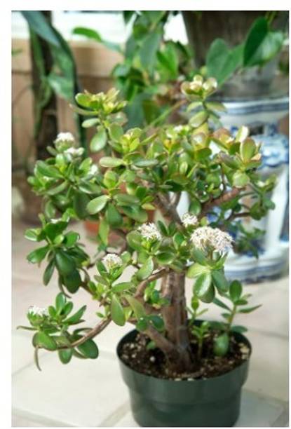 Treeicks Jade Plant