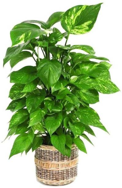 PetalPath Money Plant