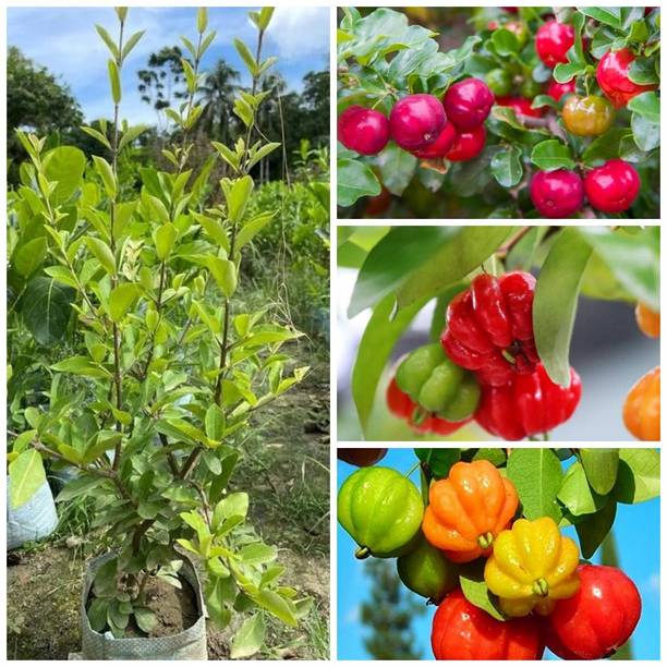 Cloud Farm Cherry Fruit Plant