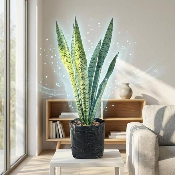 Eco Savers Snake Plant