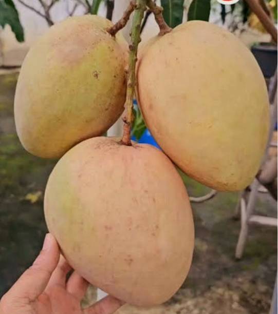 NectarGarden Mango Plant