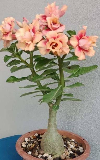 Wrenna Adenium Plant