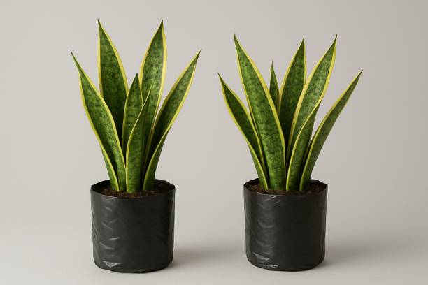 dashing customer Snake Plant