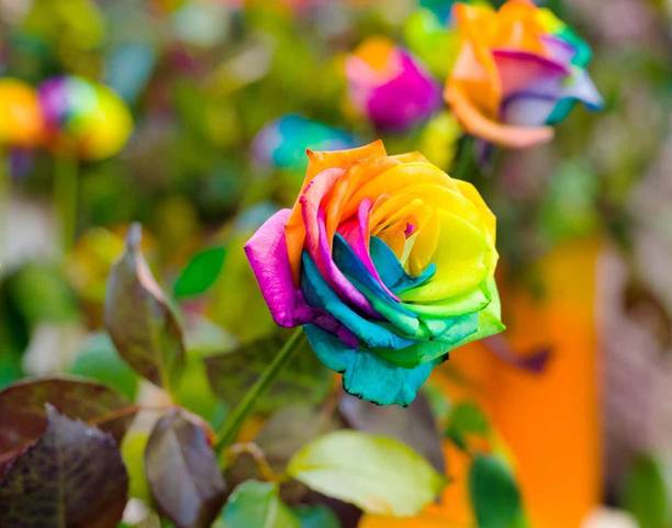 Aclipastal Rose Plant