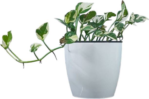 Aclipastal Pothos Plant