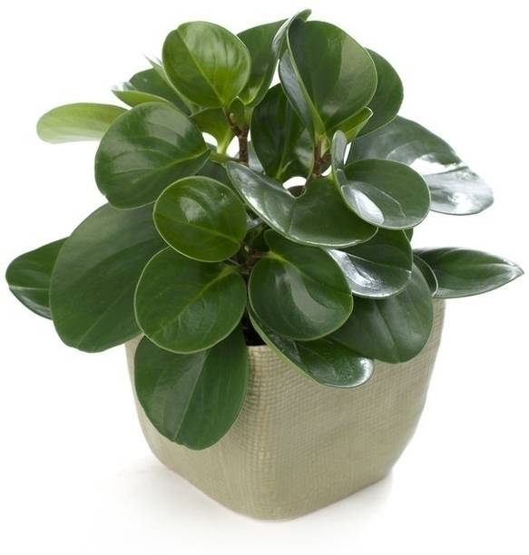 RUBBERPLANT Rubber Tree