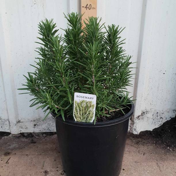MSPMAKE Rosemary Herb Plant
