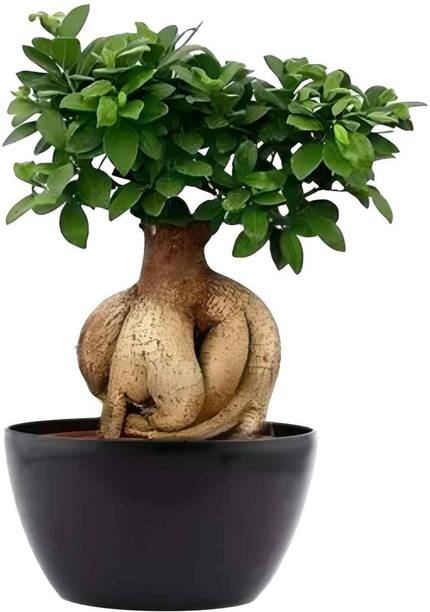 sspykrts Ficus Bonsai