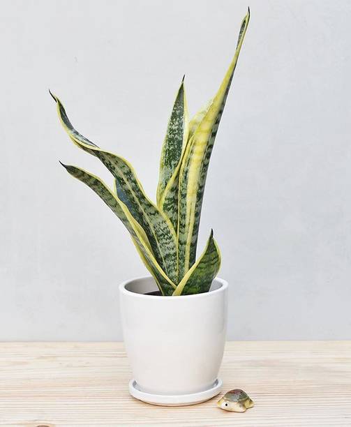 ENCIAXA Snake Plant