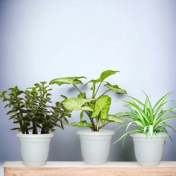 Cloud Farm Syngonium Pixie Plant, Jade Plant, Spider Plant