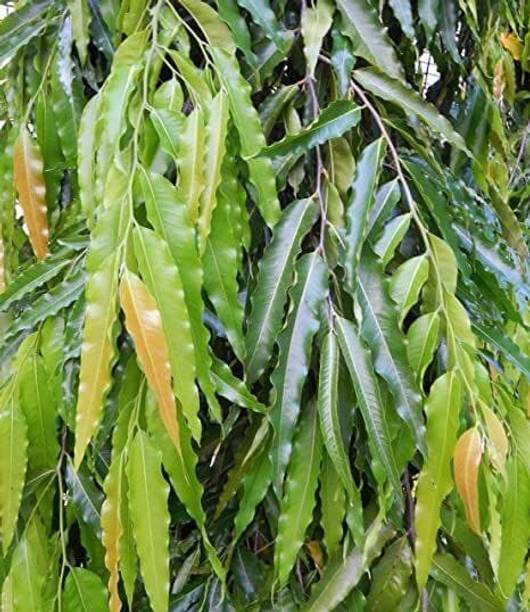 VIJAY GREENERY Ashok Plant