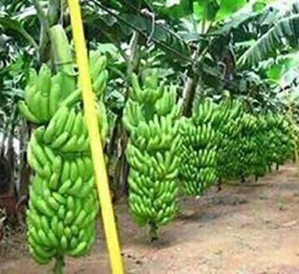 SHREYAGREEN Banana Plant