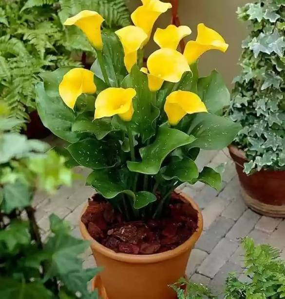ToGon Peace Lily Plant